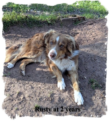 ABCA Red Tri male Border Collie out of working stock